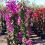 BOUGAINVILLEA STAKED #1