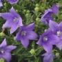 BALLOON FLOWER #1