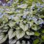 BRUNNERA HEARTLEAF #1