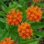 BUTTERFLY WEED ASCLEPIAS #1