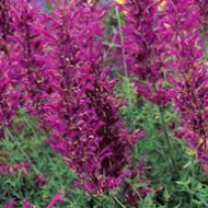 AGASTACHE SZ 4.5