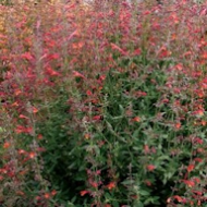 AGASTACHE CORONADO RED #1