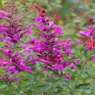 AGASTACHE DOUBLE BUBBLE MINT #1