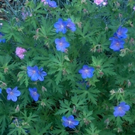 CRANESBILL JOHNSON'S BLUE #1