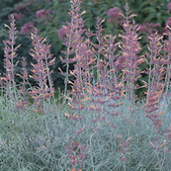 AGASTACHE RUPESTRIS #1