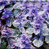 AJUGA BUGLEWEED SZ 4.5