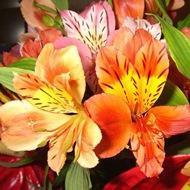 ALSTROEMERIA PERUVIAN LILY SZ 8