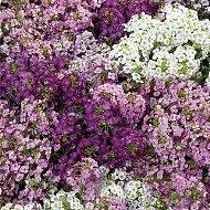 ALYSSUM 18/4 PACK FLAT