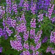 ANGELONIA SZ 4