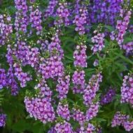 ANGELONIA SZ 4.5
