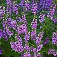 ANGELONIA #1