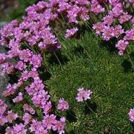 ARMERIA SEATHRIFT #1