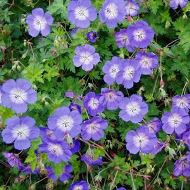 CRANESBILL SZ 4.5