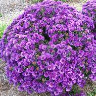 ASTER PURPLE DOME #1