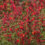 AGASTACHE CORONADO ORANGE #1