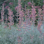 AGASTACHE RUPESTRIS #1