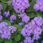 AGERATUM SZ 3.5