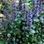 AJUGA CATLINS GIANT #1