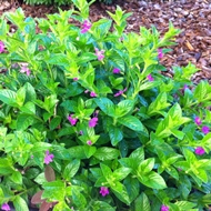 CUPHEA MEXICAN HEATHER  #1