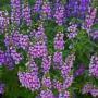 ANGELONIA SZ 4.5