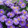 ASTER BLUE FALL #1