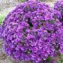 ASTER PURPLE DOME #1