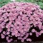 ASTER WOODS PINK #1