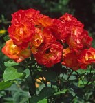 FLORABUNDA