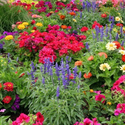 BEDDING PLANTS