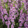 ANGELONIA #1