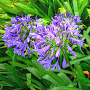 AGAPANTHUS LILY OF THE NILE #1
