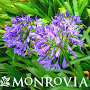 MONR AGAPANTHUS LILY OF THE N #1