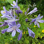 AGAPANTHUS PETER PAN #5