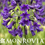 MONR AGAPANTHUS PURPLE POTION #1