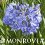 MONR AGAPANTHUS MIDKNIGHT BLU #2