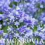 MONR AGAPANTHUS BLUE STORM #2