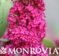 MONR BUDDLEIA MISS MOLLY #2