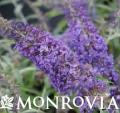 MONR BUDDLEIA PETITE INDIGO #2