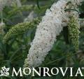 MONR BUDDLEIA PETITE SNOW #2