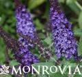 MONR BUDDLEIA PUGSTER BLUE #2