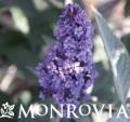 MONR BUDDLEIA TRUE BLUE #2