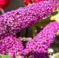 BUDDLEIA BUZZ MAGENTA #5