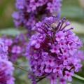 BUDDLEIA BUZZ SKY BLUE #5