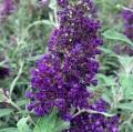 BUDDLEIA BUZZ MIDNIGHT #1