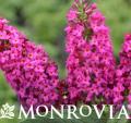 MONR BUDDLEIA MISS RUBY #2