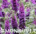 MONR BUDDLEIA MISS VIOLET #2