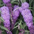 BUDDLEIA NANHO BLUE #1