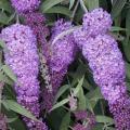 BUDDLEIA NANHO BLUE #5