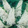 BUDDLEIA NANHO WHITE #5