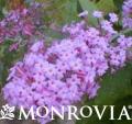 MONR BUDDLEIA PETITE PLUM #2